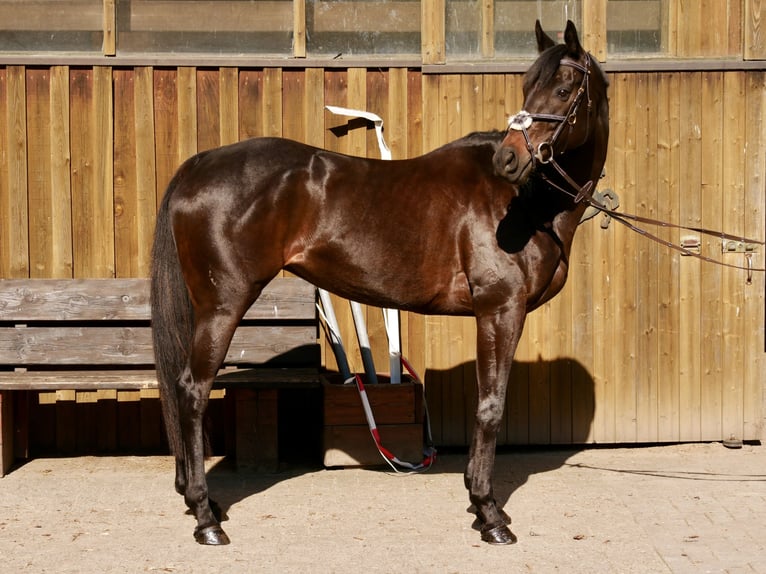 Purosangue inglese Giumenta 10 Anni 163 cm Baio in Rheine