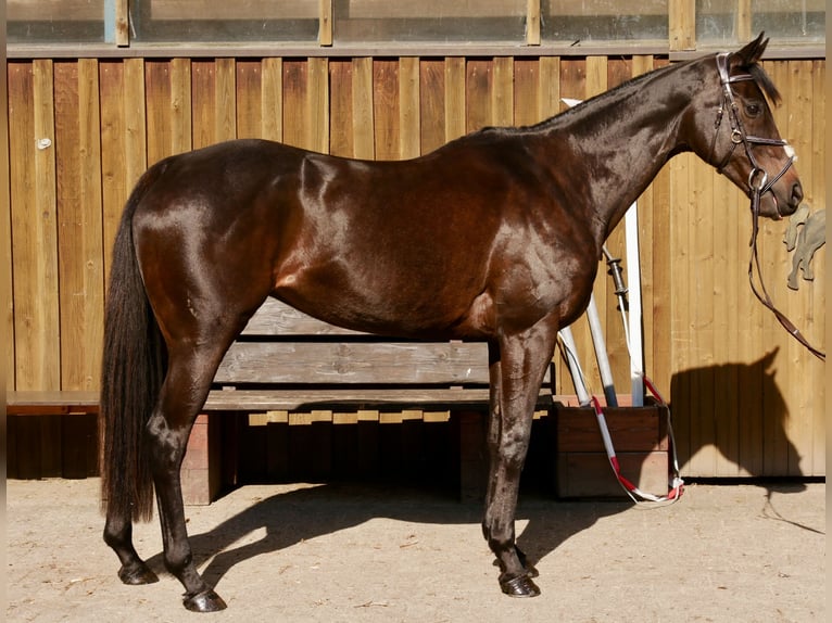 Purosangue inglese Giumenta 10 Anni 163 cm Baio in Rheine