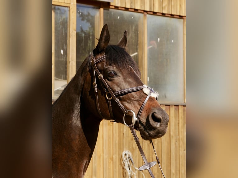 Purosangue inglese Giumenta 10 Anni 163 cm Baio in Rheine