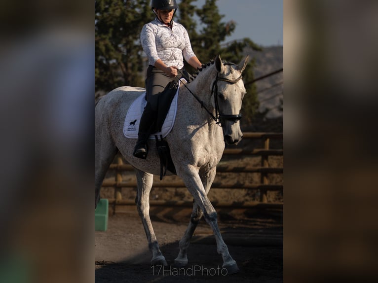 Purosangue inglese Giumenta 10 Anni 163 cm Grigio trotinato in Powell Butte