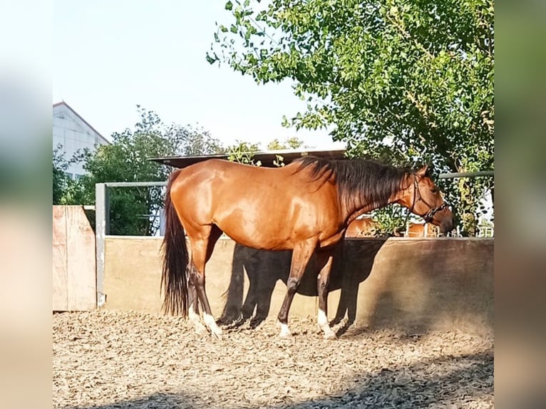 Purosangue inglese Giumenta 10 Anni 164 cm Baio in Leuna