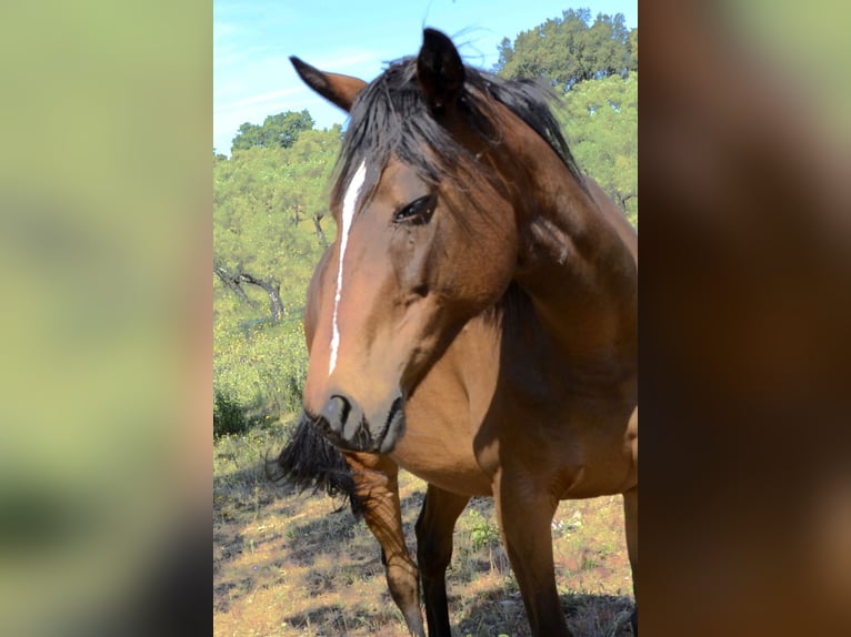 Purosangue inglese Giumenta 10 Anni 164 cm Baio in Valverde Del Fresno