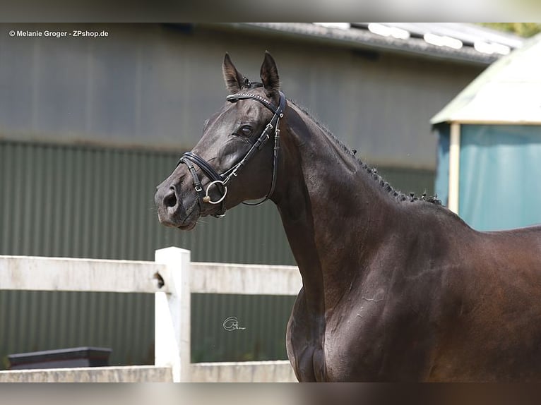 Purosangue inglese Giumenta 10 Anni 164 cm Morello in Bad Oldesloe