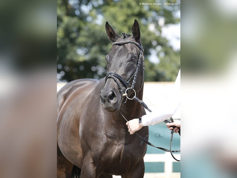 Purosangue inglese Giumenta 10 Anni 164 cm Morello in Bad Oldesloe