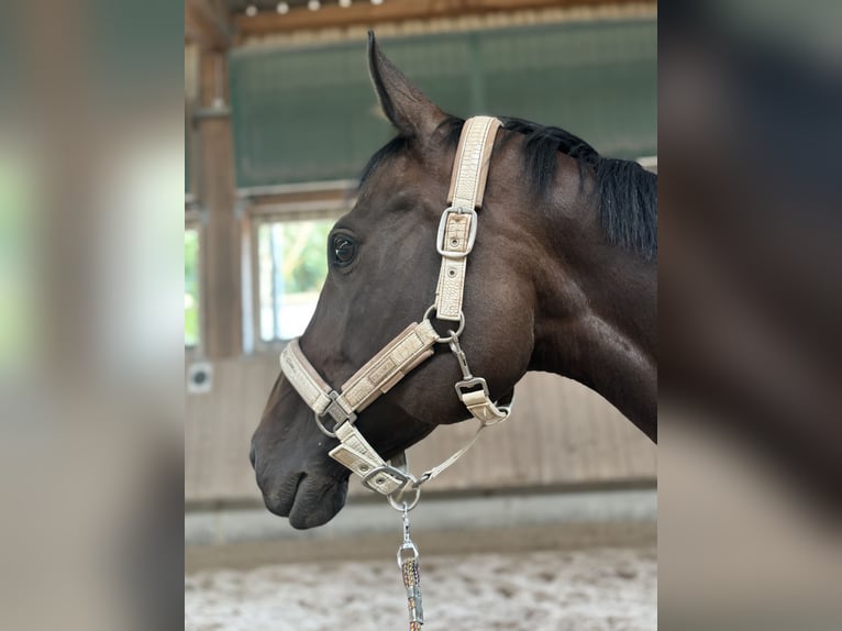 Purosangue inglese Giumenta 10 Anni 165 cm Baio in Quierschied