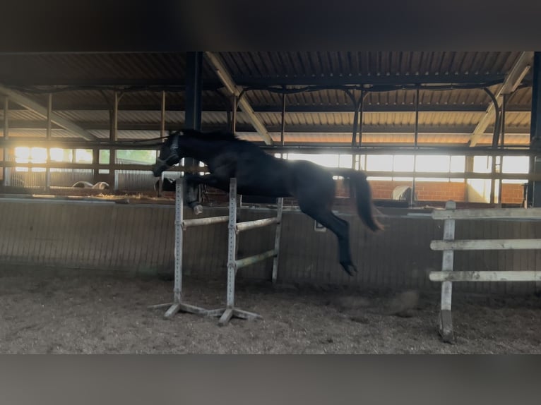 Purosangue inglese Giumenta 10 Anni 165 cm Baio in Hörstel