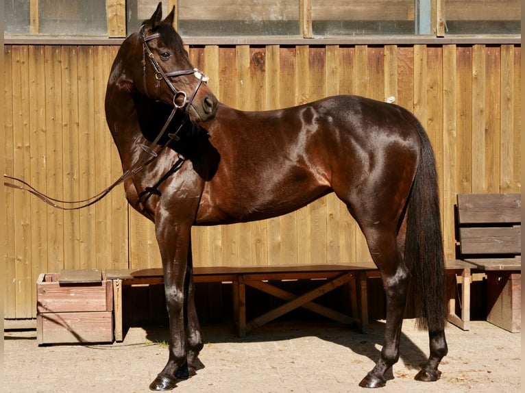 Purosangue inglese Giumenta 10 Anni 165 cm Baio in Hörstel