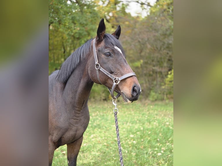 Purosangue inglese Giumenta 10 Anni 165 cm Baio nero in Lichtenfels