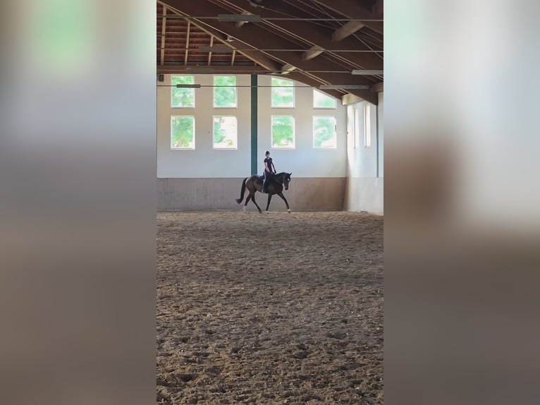 Purosangue inglese Giumenta 10 Anni 165 cm Baio nero in Lichtenfels