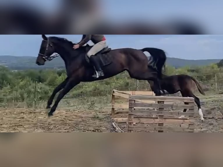 Purosangue inglese Giumenta 10 Anni 165 cm Baio scuro in Târgul mureș