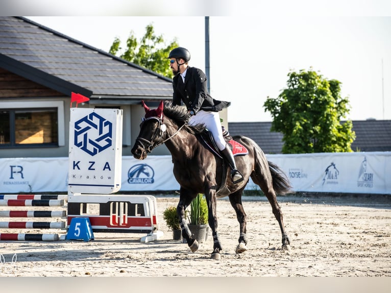 Purosangue inglese Giumenta 10 Anni 166 cm Baio scuro in MichałoWice