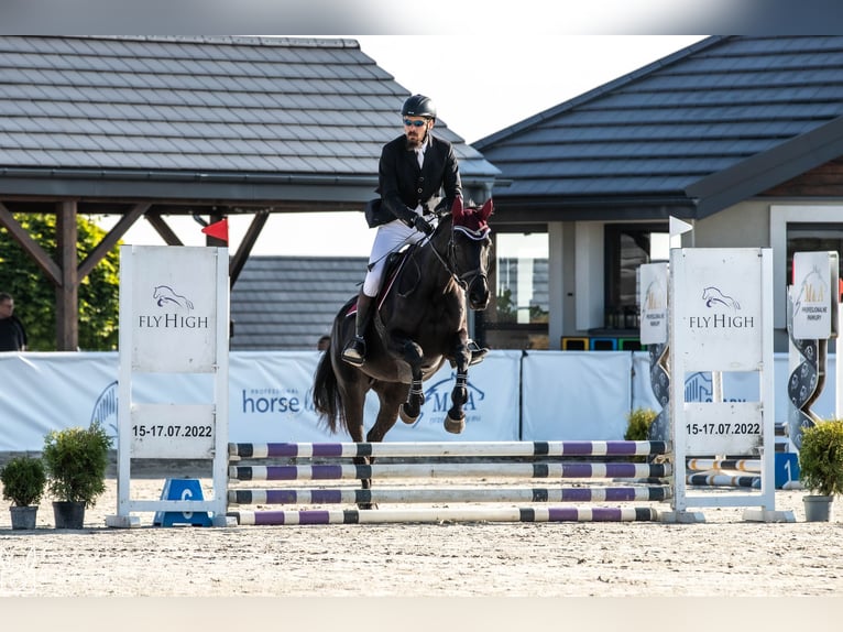 Purosangue inglese Giumenta 10 Anni 166 cm Baio scuro in MichałoWice