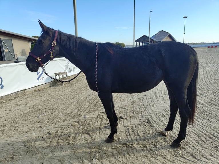 Purosangue inglese Giumenta 10 Anni 166 cm Baio scuro in MichałoWice