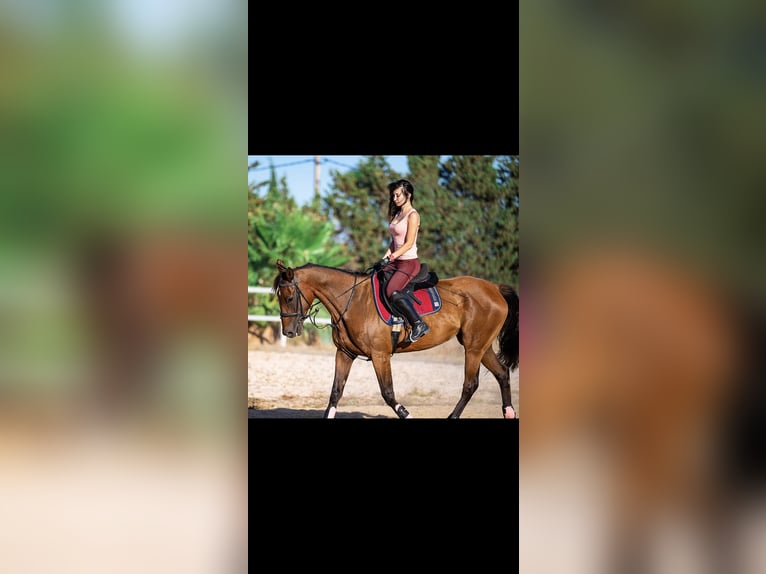 Purosangue inglese Giumenta 10 Anni 167 cm Baio in Estepona