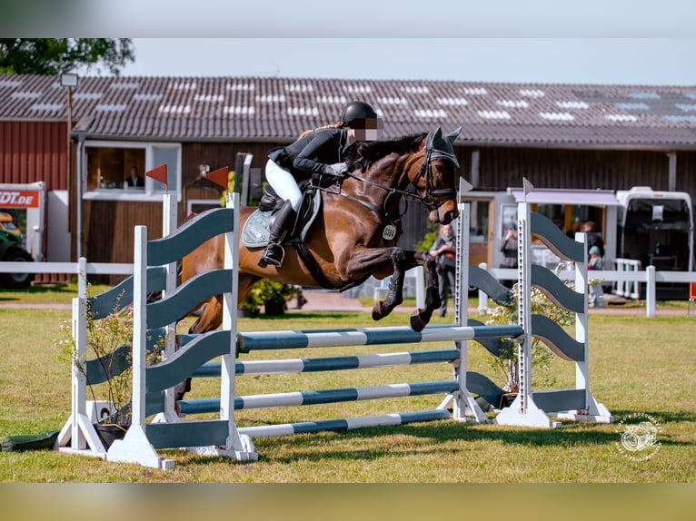 Purosangue inglese Giumenta 10 Anni 167 cm Baio in Heidelberg