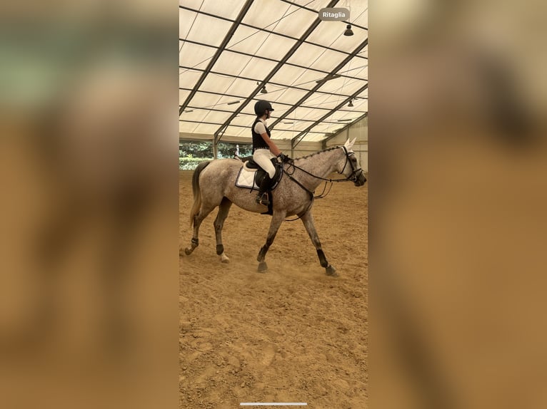 Purosangue inglese Giumenta 10 Anni 168 cm Grigio in prato