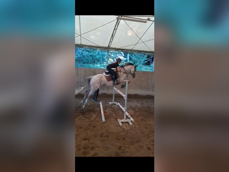 Purosangue inglese Giumenta 10 Anni 168 cm Grigio in prato