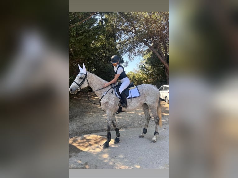 Purosangue inglese Giumenta 10 Anni 168 cm Grigio in prato