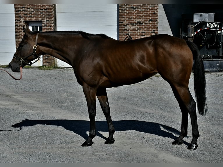 Purosangue inglese Giumenta 11 Anni 152 cm Baio ciliegia in Lisbon, OH