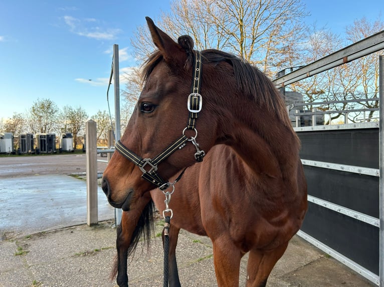Purosangue inglese Giumenta 11 Anni 160 cm Baio in Wijdewormer