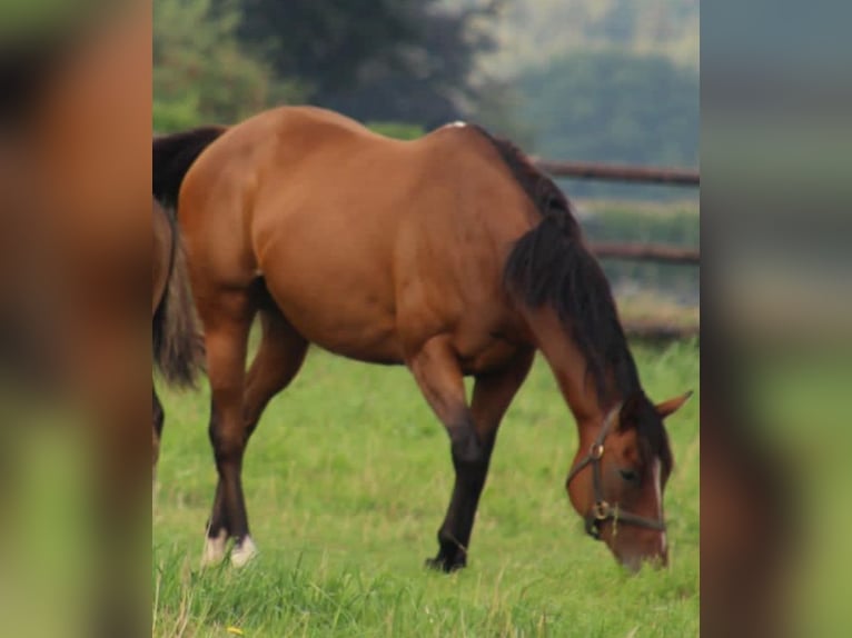 Purosangue inglese Giumenta 11 Anni 160 cm Baio in Bruchhausen-Vilsen