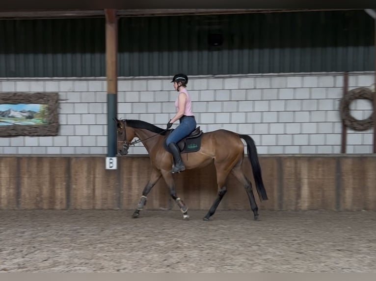 Purosangue inglese Giumenta 11 Anni 162 cm Baio in Oud Gastel
