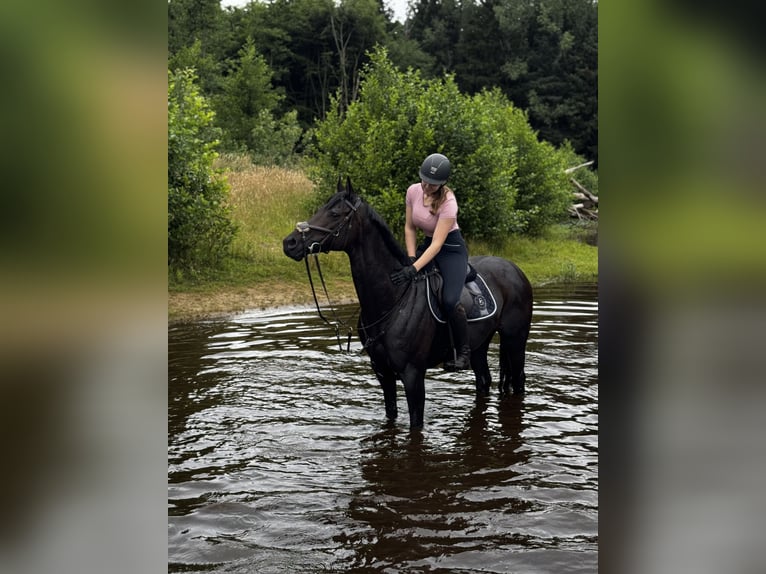 Purosangue inglese Giumenta 11 Anni 163 cm Baio in Emsbüren