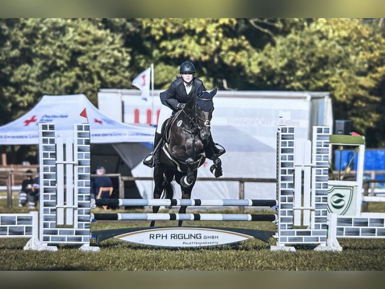 Purosangue inglese Giumenta 11 Anni 163 cm Baio in Emsbüren