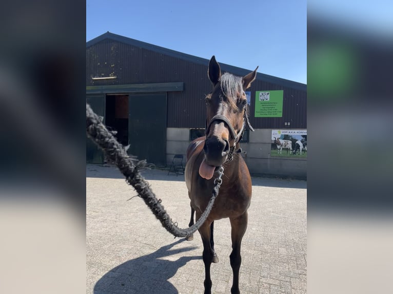 Purosangue inglese Giumenta 11 Anni 164 cm Baio ciliegia in Hardinxveld Giessendam