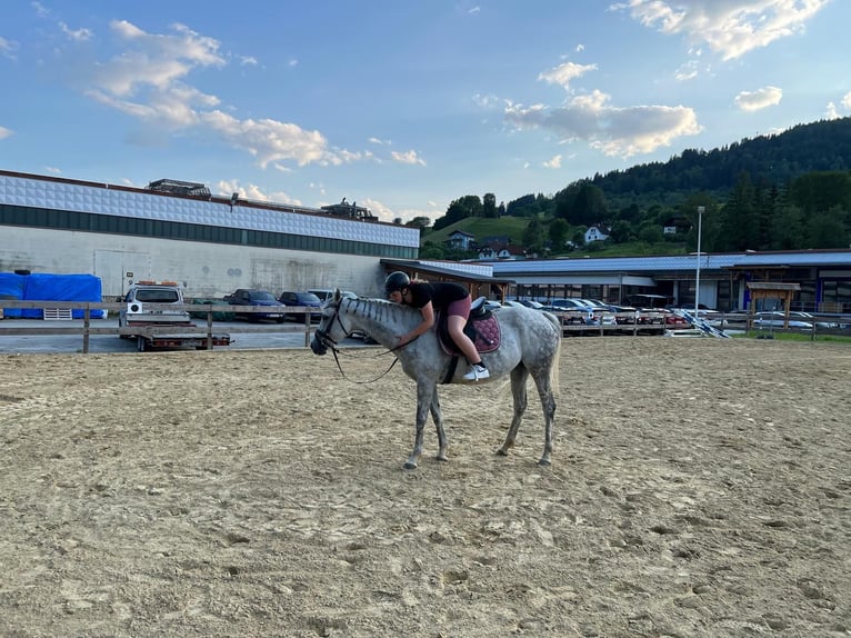 Purosangue inglese Giumenta 12 Anni 160 cm Grigio pezzato in Scheifling