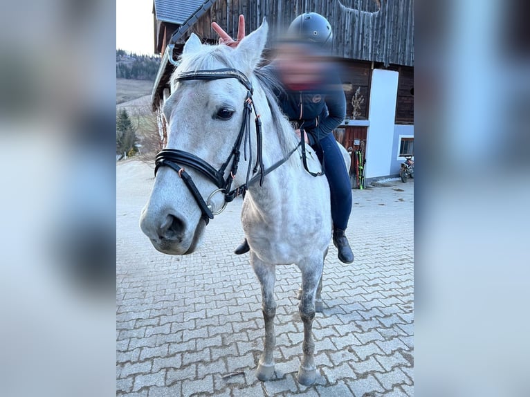 Purosangue inglese Giumenta 12 Anni 160 cm Grigio pezzato in Scheifling