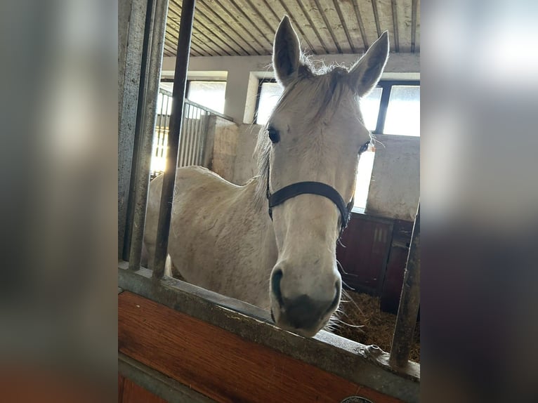 Purosangue inglese Giumenta 12 Anni 162 cm Grigio in Erding