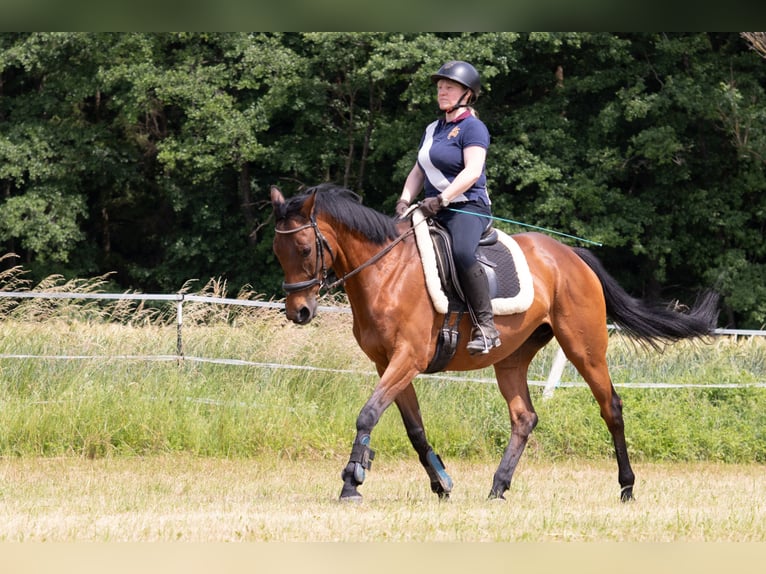 Purosangue inglese Giumenta 12 Anni 163 cm Baio in Crailsheim