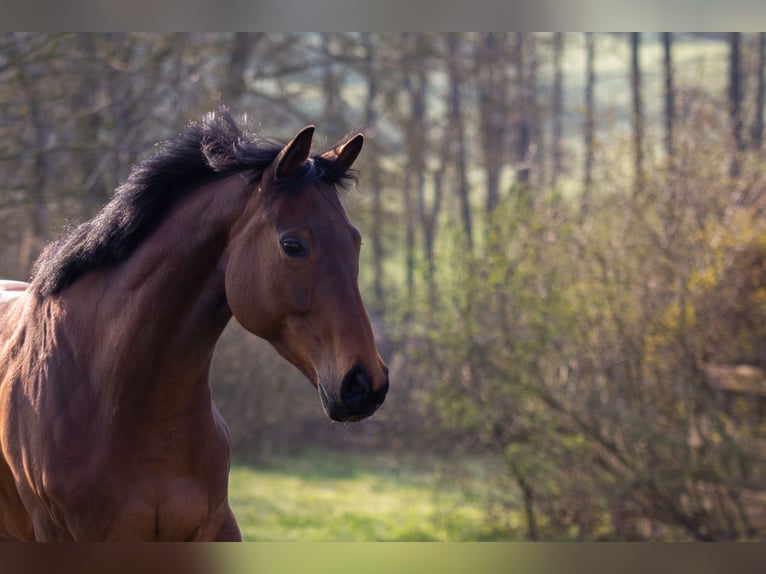 Purosangue inglese Giumenta 12 Anni 163 cm Baio in Crailsheim