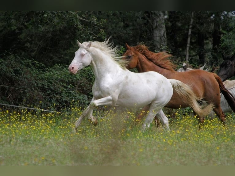 Purosangue inglese Giumenta 12 Anni 163 cm Sauro ciliegia in GOVEN