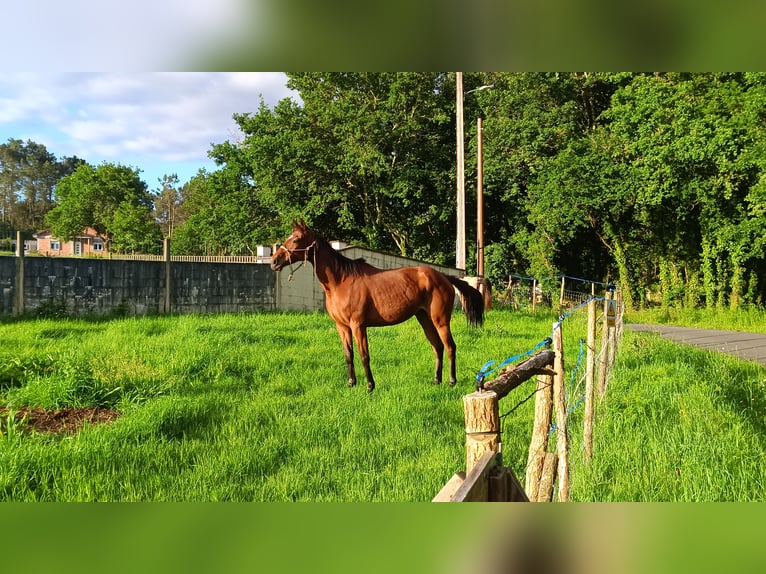 Purosangue inglese Giumenta 12 Anni 165 cm Baio in Ortoño (Ames)