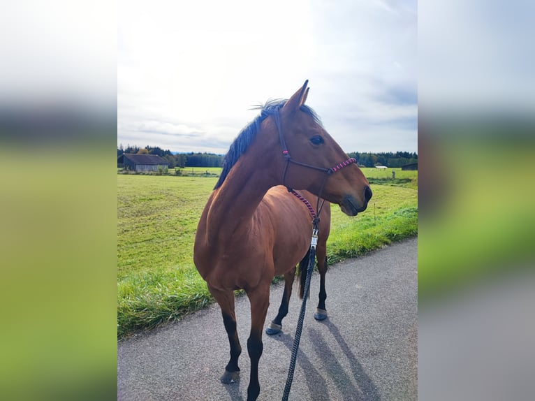 Purosangue inglese Giumenta 12 Anni 165 cm Baio in Dießen am Ammersee