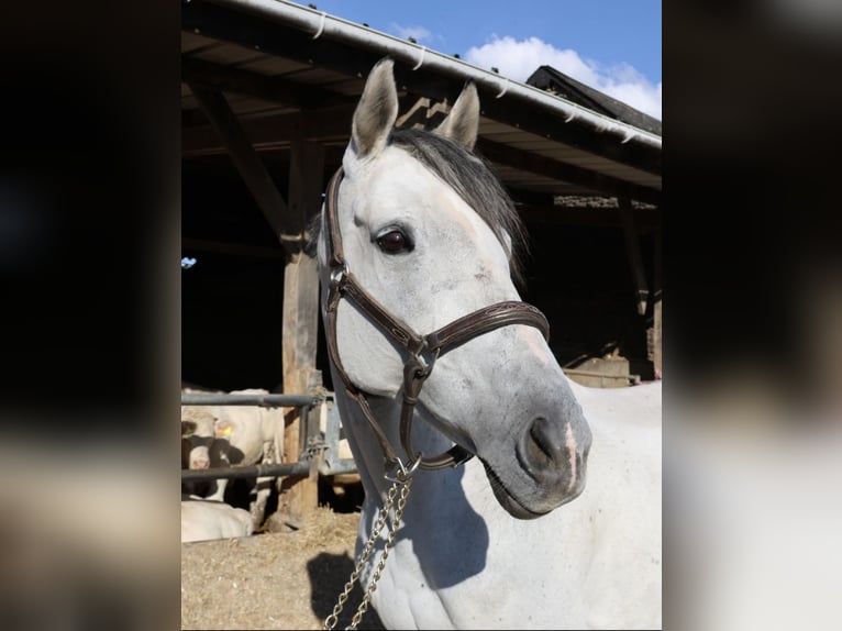 Purosangue inglese Giumenta 12 Anni 165 cm Grigio in Saint-Germain-le-Vieux