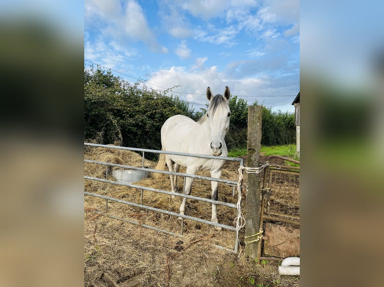 Purosangue inglese Giumenta 12 Anni 165 cm Grigio in Saint-Germain-le-Vieux