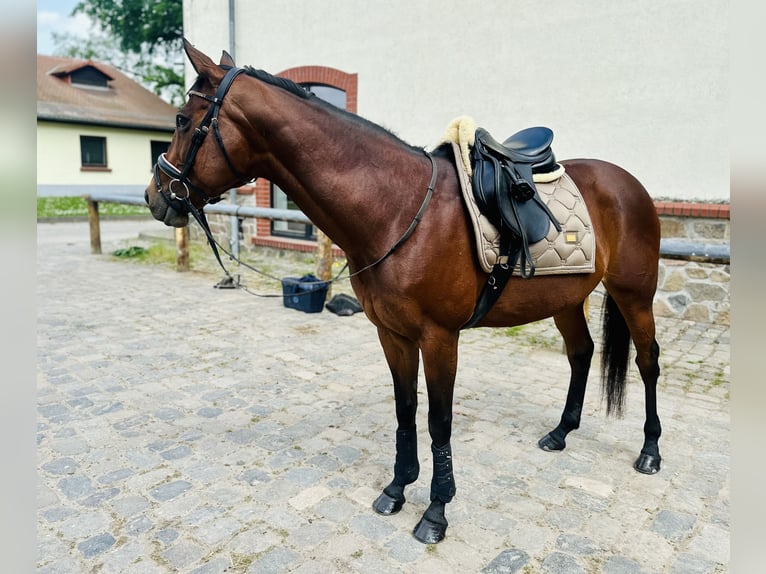 Purosangue inglese Giumenta 13 Anni 154 cm Baio in Taucha