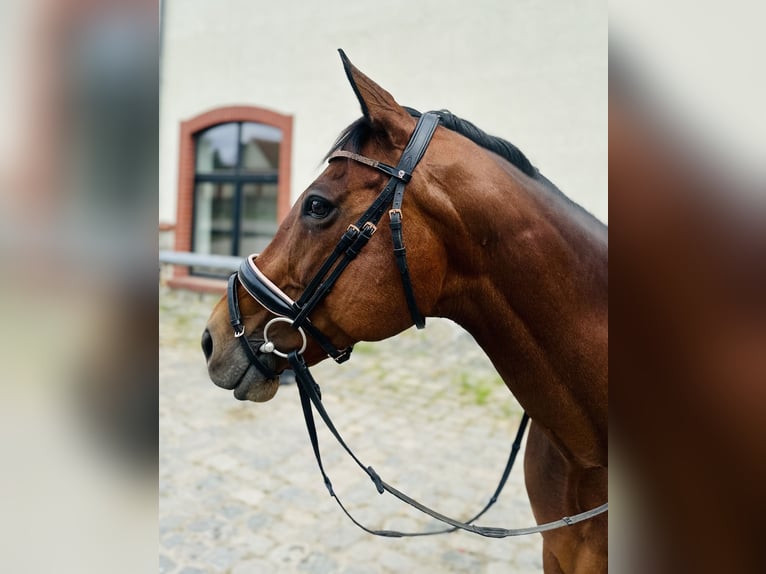 Purosangue inglese Giumenta 13 Anni 154 cm Baio in Taucha