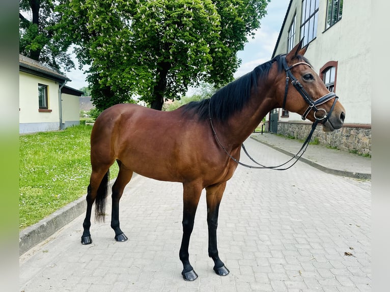 Purosangue inglese Giumenta 13 Anni 154 cm Baio in Taucha