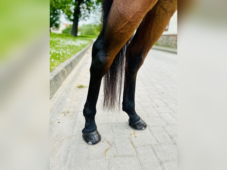 Purosangue inglese Giumenta 13 Anni 154 cm Baio in Taucha