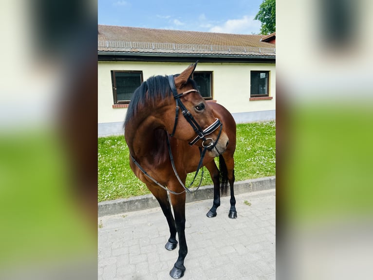 Purosangue inglese Giumenta 13 Anni 154 cm Baio in Taucha