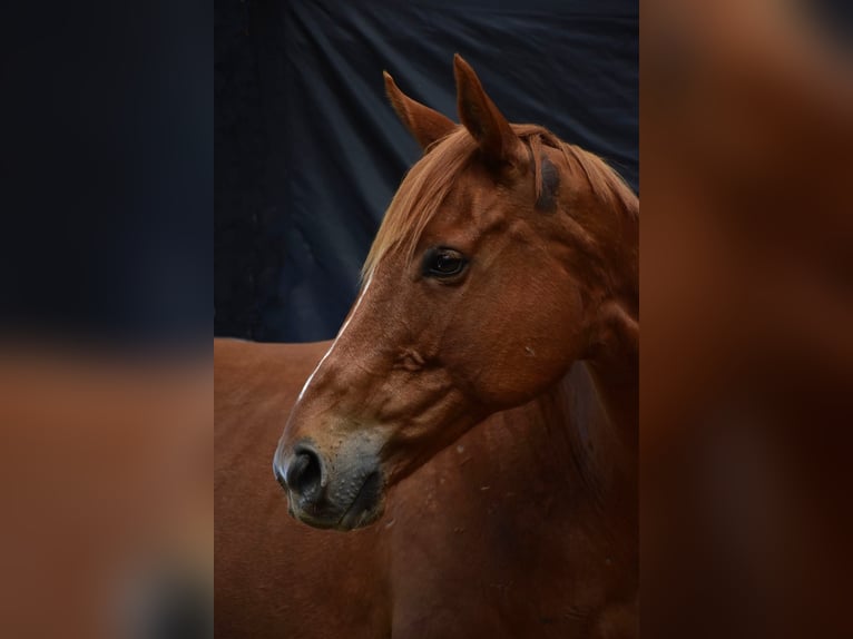 Purosangue inglese Giumenta 13 Anni 160 cm Sauro in Teltow