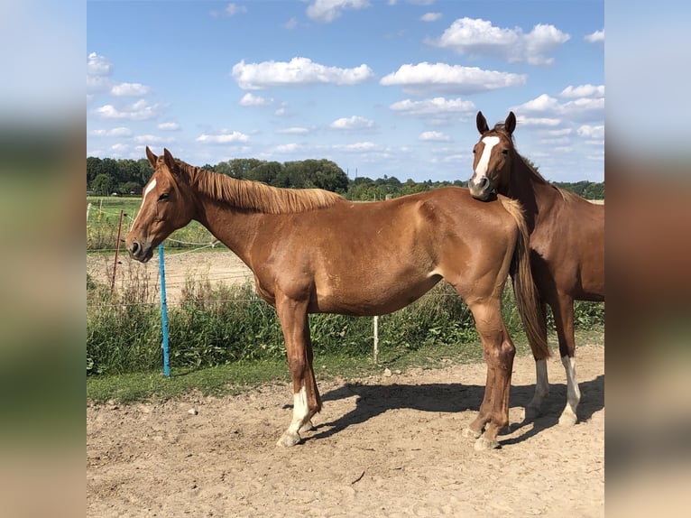 Purosangue inglese Giumenta 13 Anni 160 cm Sauro in Teltow