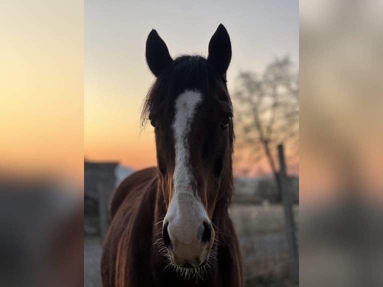 Purosangue inglese Giumenta 13 Anni 161 cm Baio in Lehrberg
