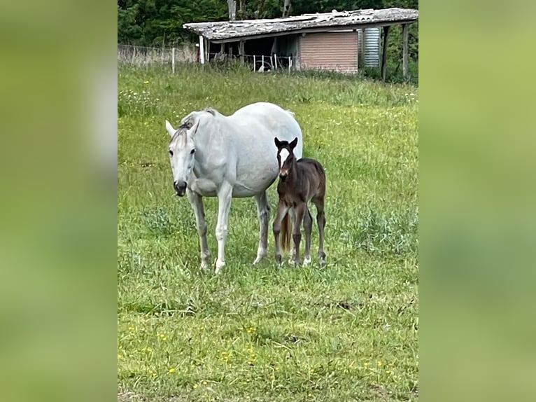 Purosangue inglese Giumenta 13 Anni 163 cm Bianco in M&#xF6;nchengladbacho