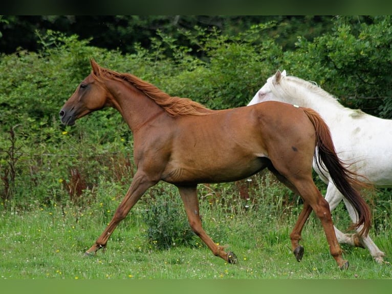 Purosangue inglese Giumenta 13 Anni 163 cm Sauro ciliegia in GOVEN