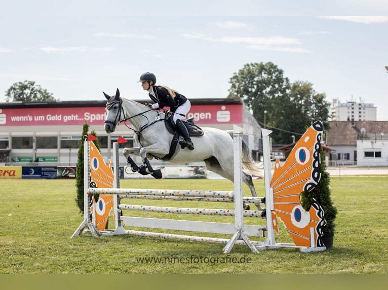 Purosangue inglese Giumenta 13 Anni 165 cm Grigio in Bernhardswald